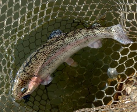 みんな釣るなあ 大安トラウトレイク